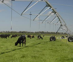 new zealand dairy farmers use center pivots to enhance pasture