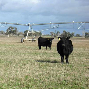 cows grazing under Pivot irrigation fields